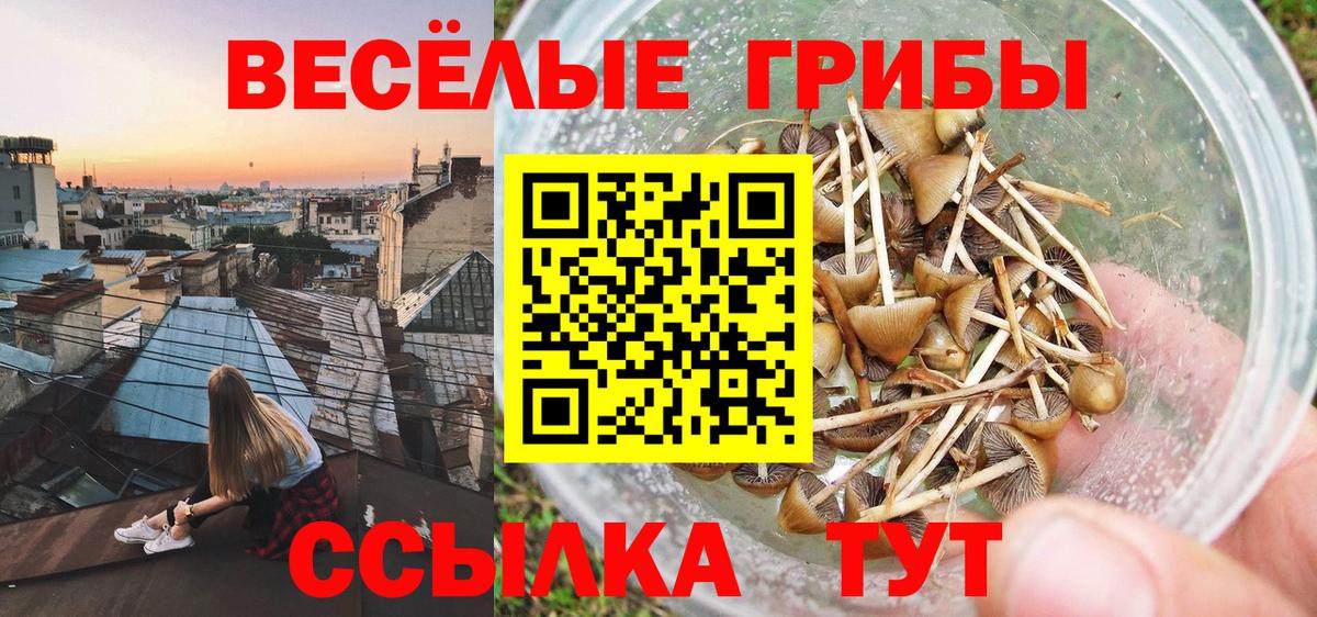 Вольск  Галлюциногенные грибы Psilocybe  Галлюциногенные грибы ЛСД  Вход с VPN 